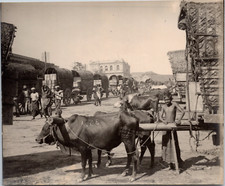 Inde attelage boeufs d'occasion  Pagny-sur-Moselle
