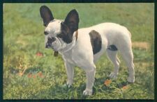 Bulldog canna bulldog usato  Gambolo