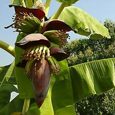 Musa cheesmanii cheesman usato  Torino