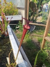 Sarracenia carnivorous species for sale  Eugene