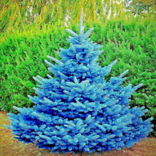 blue spruce trees for sale blue spruce trees for sale Lincolnton