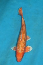 Orenji ogon koi for sale  Estill