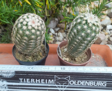 Echinocereus pectinatus frosth gebraucht kaufen  Mönchengladbach