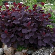 Purple smoke tree for sale  Mcminnville