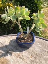 Crassula aborescens undulatifo gebraucht kaufen  Deutschland
