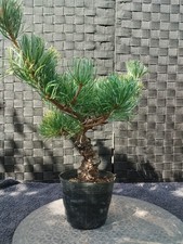 Bonsai pinus pentaphylla gebraucht kaufen  Augsburg