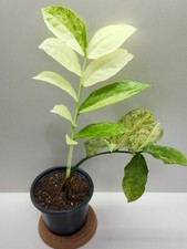 High variegated plant for sale  USA