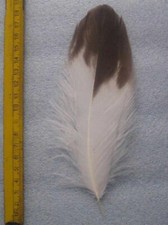 adlerfeder gebraucht kaufen adlerfeder gebraucht kaufen Bayreuth