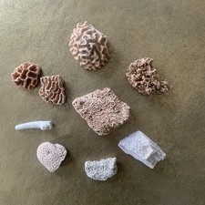 Pieces natural real for sale  SURBITON