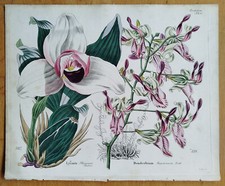 Orchidea lycaste dendrobium usato  Spedire a Italy