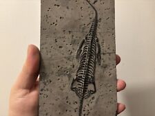 keichousaurus d'occasion keichousaurus d'occasion Aiglun