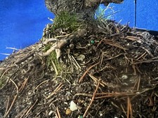 Dwarf mugo pine for sale  Grove City