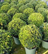 Ilex crenata caroline for sale  BECCLES