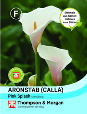 Aronstab calla pink for sale  Shipping to Ireland