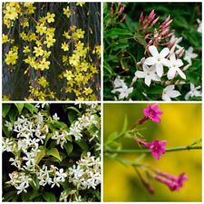 Mixed climbing jasmine for sale  NEWTOWNARDS