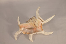 Spider conch harpago for sale Spider conch harpago for sale  Mesa