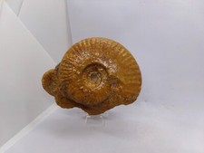Ammonite 5 cm d'occasion  Bruay-sur-l'Escaut