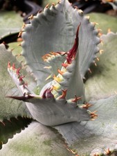 Premium agave frosty for sale  New Braunfels