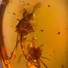 Usado, STRANGE ANTENNA DIPTERA em birmanês/fóssil âmbar birmita/âmbar 100% genuíno comprar usado  Enviando para Brazil