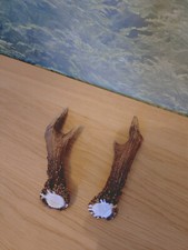 Rehbock abwurfstangen stück gebraucht kaufen  Hohenaspe