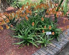 Aloe camperi flowering for sale  Enterprise