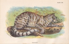 1896 pampas cat for sale  BIDEFORD