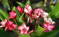 Plumeria 4606 tornado usato  Milazzo