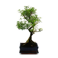 Exotenherz bonsai serissa gebraucht kaufen  Zweibrücken