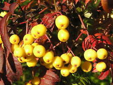 Sorbus arnoldiana golden gebraucht kaufen  Eslohe (Sauerland)