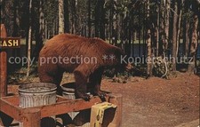 Baeren litterbear black gebraucht kaufen  Deutschland