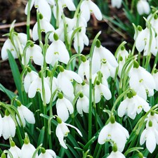 Snow drop bulbs for sale  PETERBOROUGH
