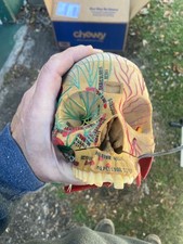 Usado, modelo anatômico - Esqueleto para Austrália comprar usado Usado, modelo anatômico - Esqueleto para Austrália comprar usado  Enviando para Brazil