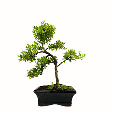 Bonsai baum keramik gebraucht kaufen  Fuchsmühl