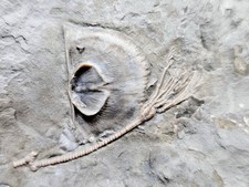 Superb cincinnaticrinus crinoi d'occasion  Expédié en Belgium