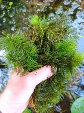Ceratophylum demersum bassins d'occasion  Frangy