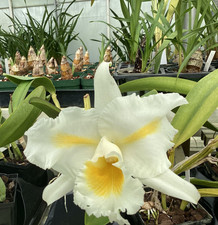 Lc. esbetts clown for sale  Neptune