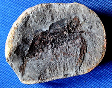 Crevette fossile cr16bt d'occasion  La Roche-sur-Yon