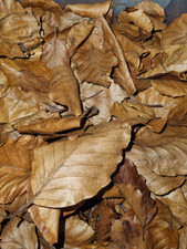 3ltr dried beech for sale  ORMSKIRK