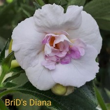 Achimenes brid diana gebraucht kaufen  Hohenmölsen