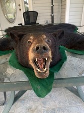 black bear head mount for sale  Louisburg