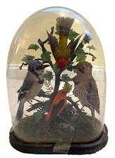 Victorian era taxidermy for sale  Islip