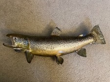 Brown trout taxidermy for sale  Glenwood