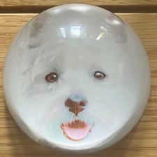 West highland white for sale  ASHFORD
