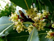 Laurus nobilis bay for sale  Bois D Arc