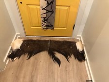 Authentic antelope half for sale  Sterrett