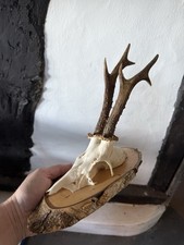 Roe buck deer for sale  SOLIHULL