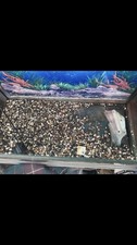 Fish tank kit for sale  NORWICH