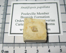 Ordovician bromide oklahoma for sale Ordovician bromide oklahoma for sale  WAKEFIELD