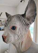 Sphynx cat latex for sale  Galveston