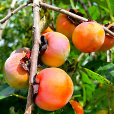 American persimmon tree for sale  Pittsburgh